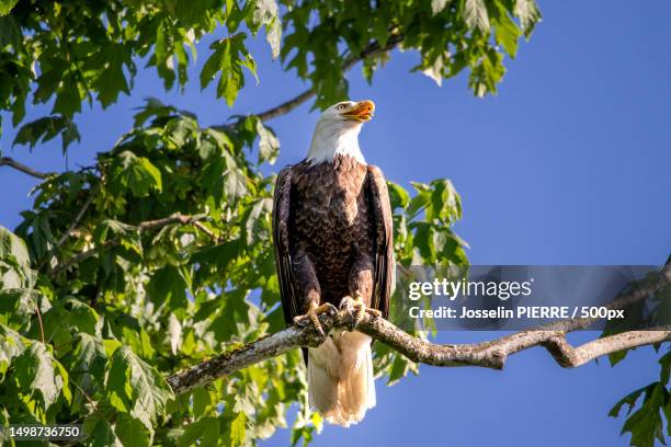 low angle view of bald eagle perching on branch,stanley park,canada - perch stock pictures, royalty-free photos & images