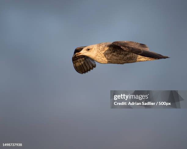 low angle view of eagle flying against clear sky,ireland - common swift flying stock pictures, royalty-free photos & images