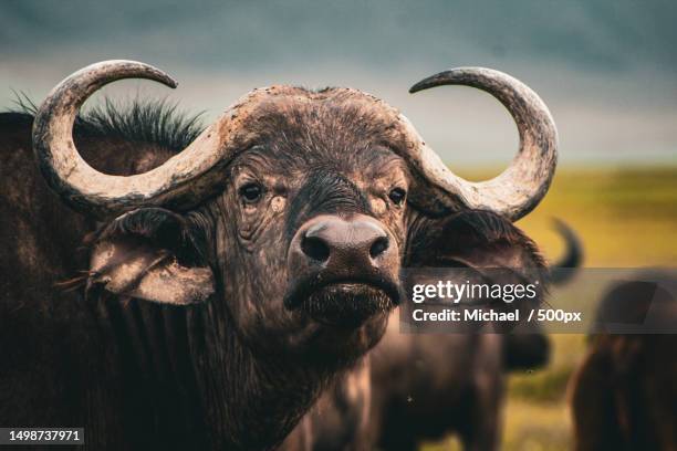 portrait of buffalo,ngorogoro crater,tanzania - an ox stockfoto's en -beelden