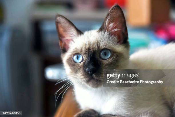 portrait of a siamese kitten with big blue eyes - siamese cat stockfoto's en -beelden