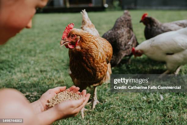 a child hand feeds chickens - kippenhok stockfoto's en -beelden