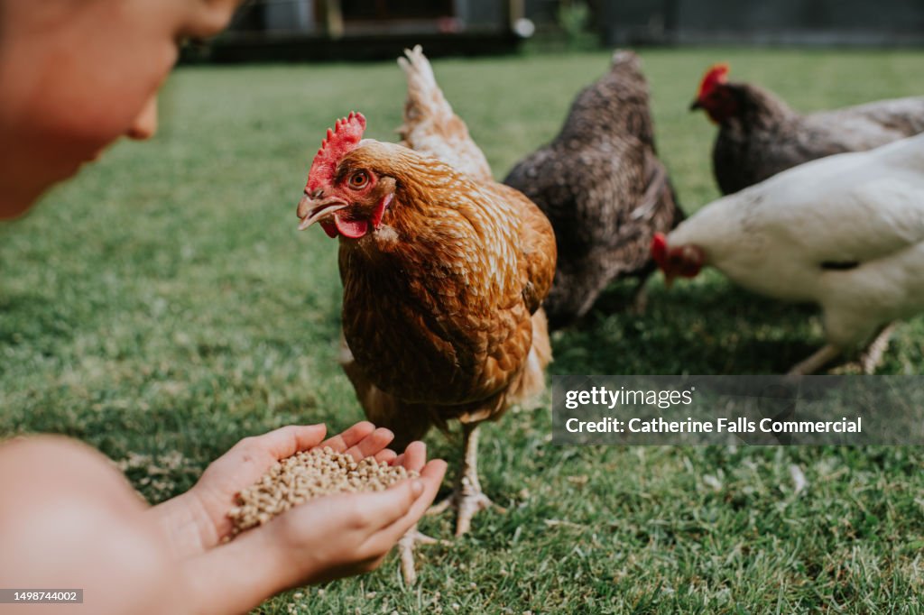 A child hand feeds chickens