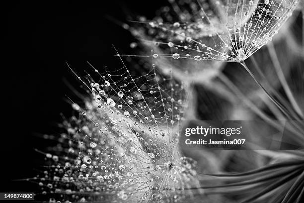 dandelion seed with water drops - black and white flowers stockfoto's en -beelden