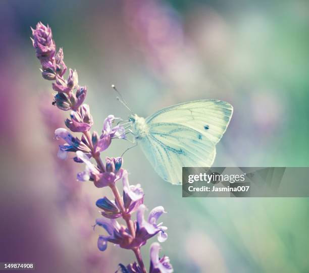 butterfly on wildflower - mexican bush sage stockfoto's en -beelden