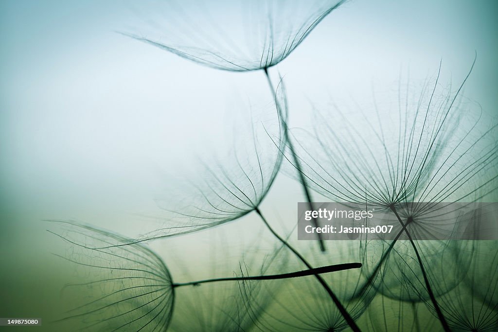 Dandelion seed