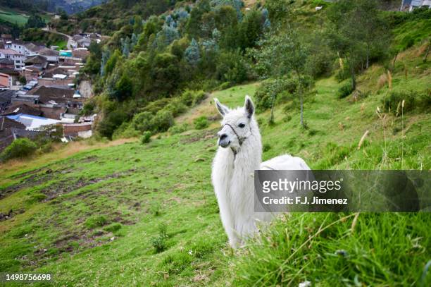 landscape with llama in southern colombia - funny llama stock-fotos und bilder