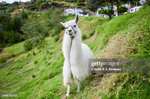 landscape with llama in southern colombia - funny llama stock-fotos und bilder