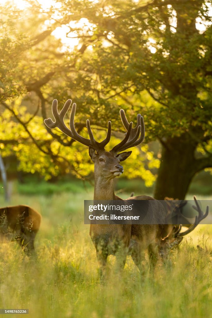 Deer