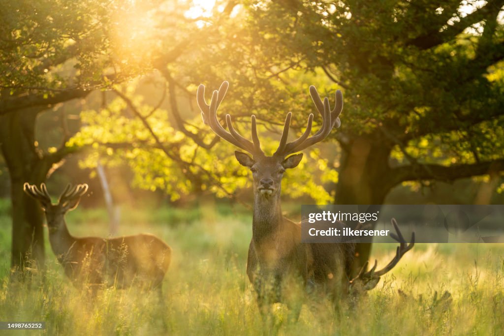 Deer