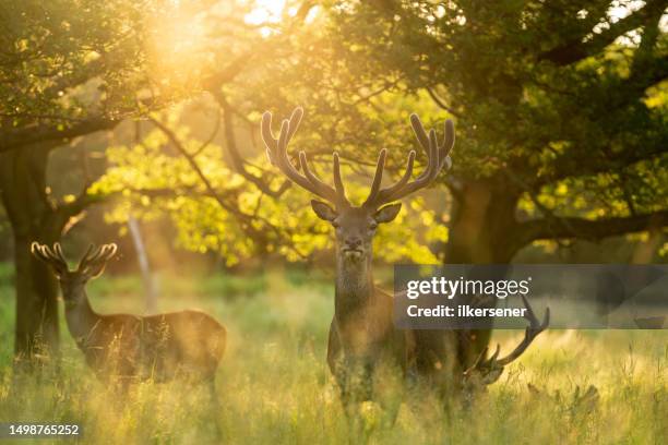 deer - richmond park stock pictures, royalty-free photos & images