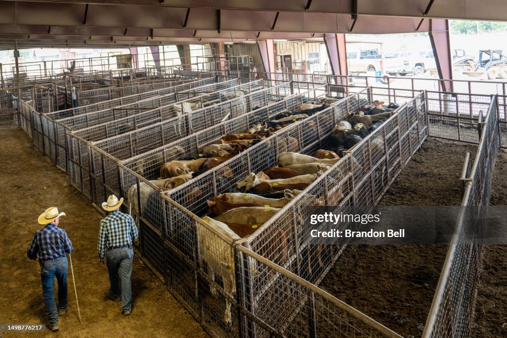Whacker Ranchers Ranchers survey cattle ahead of an auction at the Southwest Livestock ...