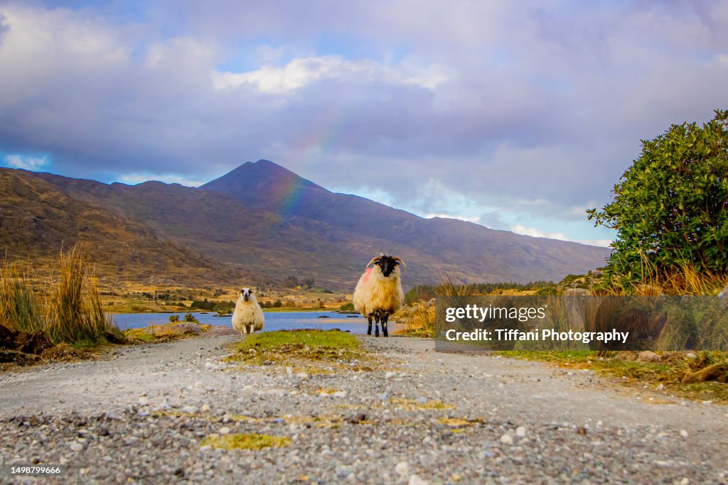 Pair of Sheep on Road Close Up Under Rainbow over Water with Mountain and Road