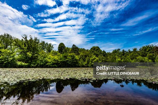 a pond covered with water lilies against a sky with cirrus clouds - 巻雲 ストックフォトと画像