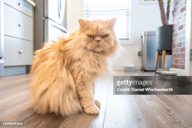 grumpy persian waiting on food - cat with cream stockfoto's en -beelden