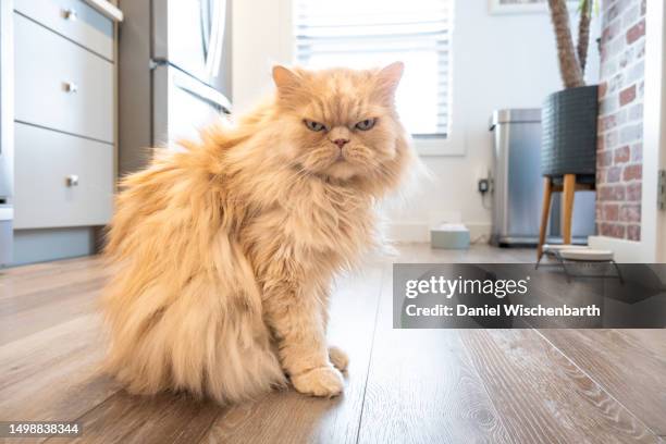 grumpy persian waiting on food - angry cat stock pictures, royalty-free photos & images