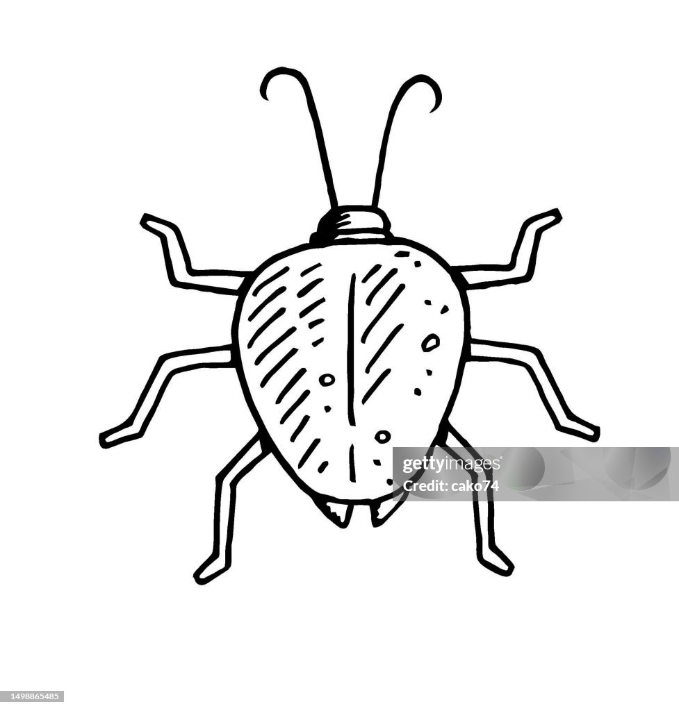 Hand drawn bug