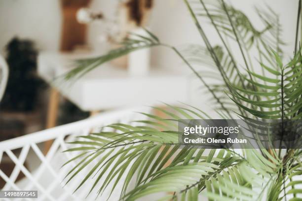 decorative palm tree indoors. - areca palm tree stock pictures, royalty-free photos & images