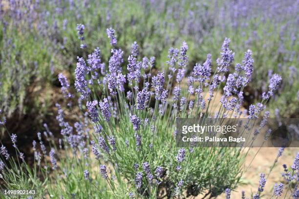 Lavender plants growing in a field as India Celebrated its second Lavender Festival high in the Himalayas on June 5, 2023 at Bhaderwah, Jammu and...