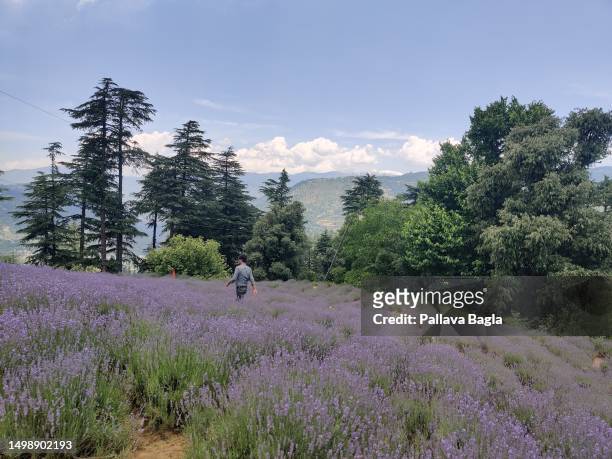 View of the lavender fields as India Celebrated its second Lavender Festival high in the Himalayas on June 5, 2023 at Bhaderwah, Jammu and Kashmir....