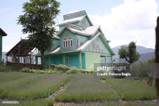 Nursary for lavender plants as India Celebrated its second Lavender Festival high in the Himalayas on June 5, 2023 at Bhaderwah, Jammu and Kashmir....