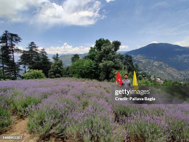 View of the lavender fields as India Celebrated its second Lavender Festival high in the Himalayas on June 5, 2023 at Bhaderwah, Jammu and Kashmir....