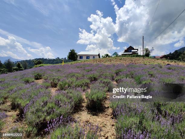 View of the lavender fields as India Celebrated its second Lavender Festival high in the Himalayas on June 5, 2023 at Bhaderwah, Jammu and Kashmir....