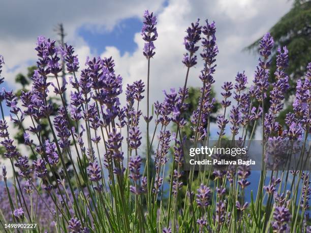 View of the lavender fields as India Celebrated its second Lavender Festival high in the Himalayas on June 5, 2023 at Bhaderwah, Jammu and Kashmir....