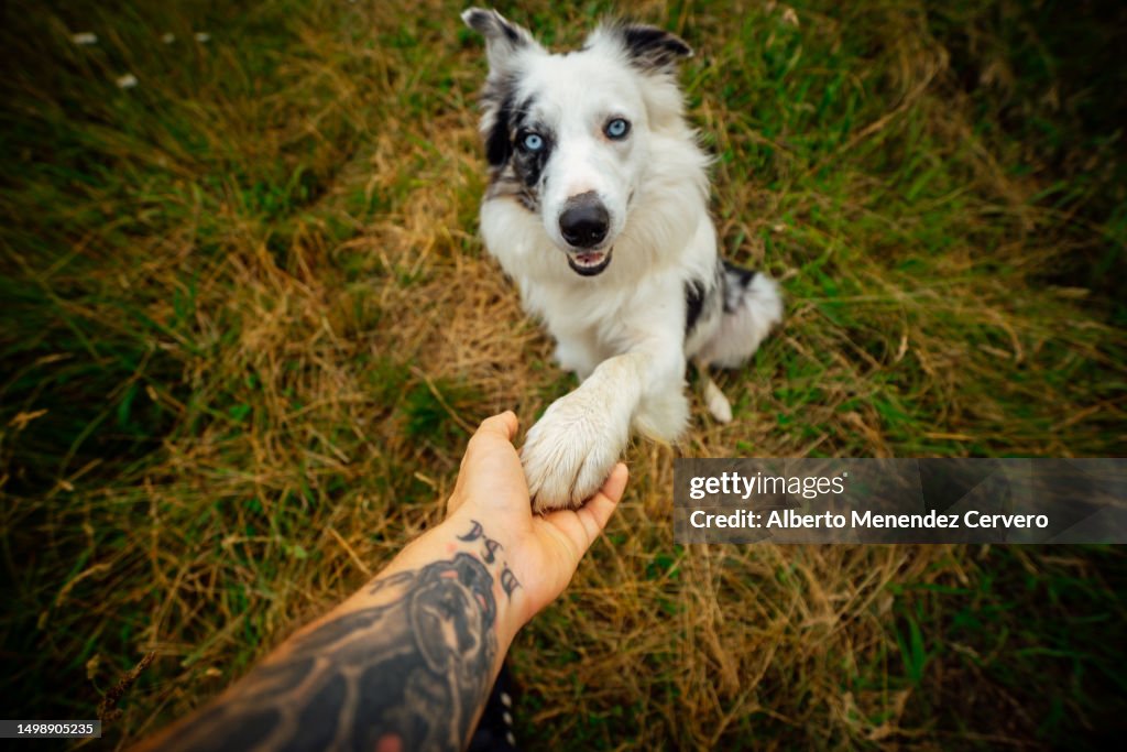 Dog giving the paw