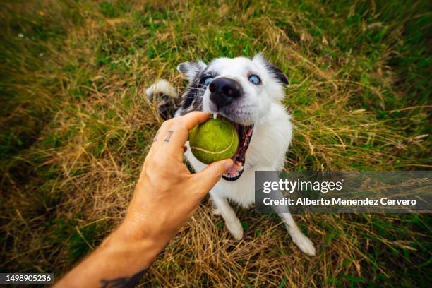 border collie dog playing with ball - dog and ball photos et images de collection