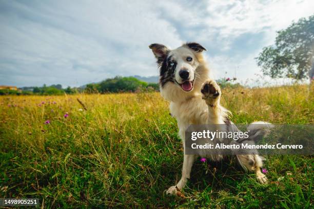 dog giving the paw - collie fotografías e imágenes de stock