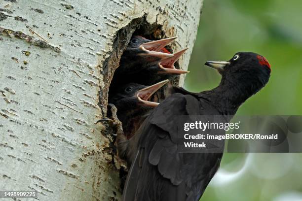 black woodpecker (dryocopus martius) feeding young at its breeding cavity in a tree, wildlife, burgenland, austria - woodpecker stock pictures, royalty-free photos & images