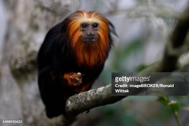 golden-headed lion monkey (leontopithecus chrysomelas), sitting on a branch, germany - golden headed lion tamarin stock pictures, royalty-free photos & images