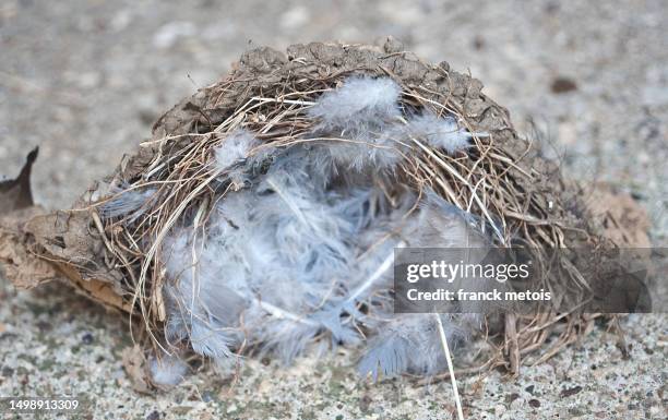 destroyed swallow s nest - bird nest stock pictures, royalty-free photos & images