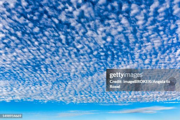 cirrocumulus, fleecy clouds in blue sky, north frisia, germany - 巻積雲 ストックフォトと画像