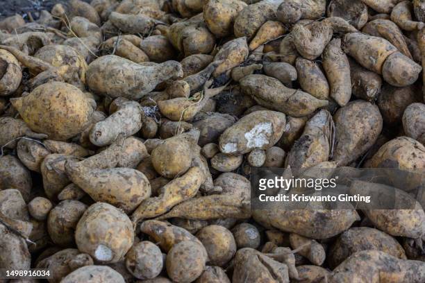 pile of fresh yellow yams in the market - yams day stock pictures, royalty-free photos & images