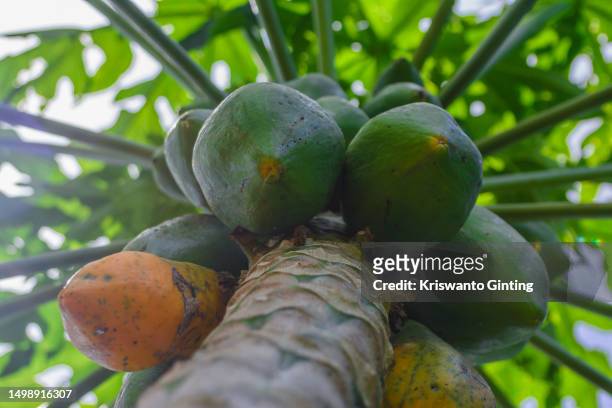 papaya tree - pawpaw tree stock pictures, royalty-free photos & images