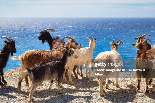 corsican goats at cap corse, haute-corse, corsica, france - cap corse stock-fotos und bilder