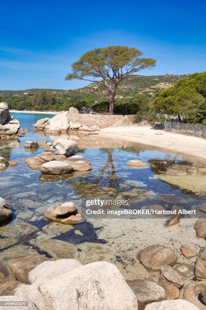 Beach and pine trees, Plage de Palombaggia, Porto Vecchio, Corse-du-Sud, Corsica, France