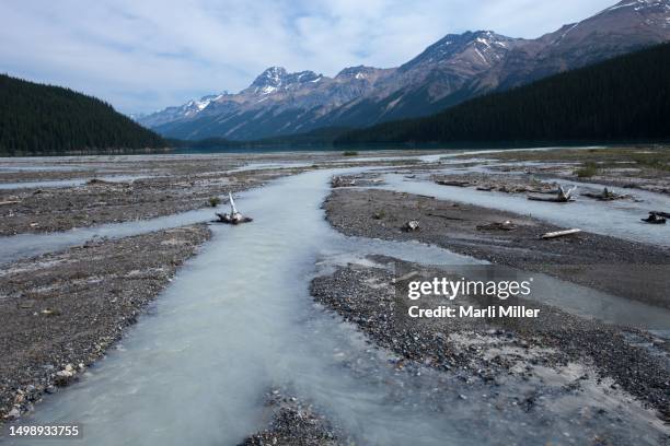 gravel bars in braided river with "glacial milk"--suspended glacial flour, peyto creek, banff national park, alberta, canada - milk stream stock pictures, royalty-free photos & images