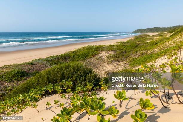 beach scene showing dune vegetation at thonga beach lodge. mabibi. maputaland. kwazulu natal. south africa - maputaland stock-fotos und bilder