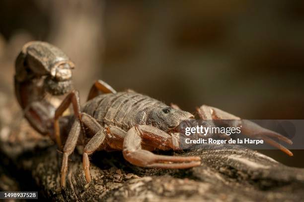 transvaal thick tail scorpion (parabuthus transvaalicus). mashatu, northern tuli game reserve. botswana - provinz transvaal stock-fotos und bilder