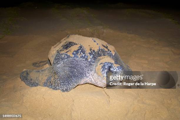 leatherback turtle (dermochelys coriacea). thongaland. kwazulu natal. south africa - maputaland stock-fotos und bilder