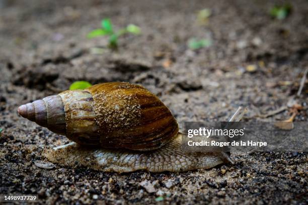 east african land snail, or giant african land snail (achatina fulica). mabibi. maputaland. kwazulu natal. south africa - maputaland stock-fotos und bilder