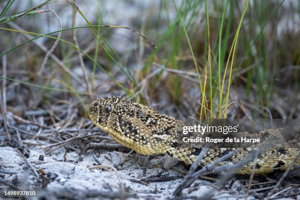 puff adder (bitis arietans) snake. western cape. south africa - bitis arietans stock pictures, royalty-free photos & images