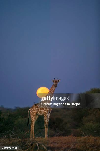 south african giraffe or cape giraffe (giraffa giraffa) or camelopardalis giraffa) at moonset. mashatu, northern tuli game reserve. botswana - limpopo province stock pictures, royalty-free photos & images