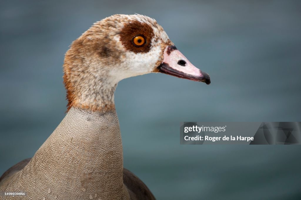 Egyptian goose (Alopochen aegyptiaca) portrait. Kleinmond. Western Cape. South Africa