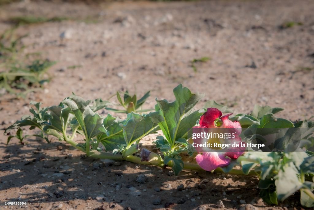 Devil's Claw, grapple plant or wood spider, (Harpagophytum procumbens) medicinal plant and flower, a herbal remedy for the treatment of rheumatic conditions. Kalahari Desert. Botswana