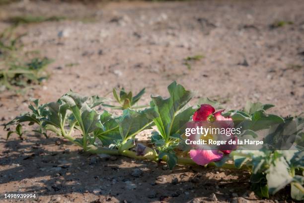 devil's claw, grapple plant or wood spider, (harpagophytum procumbens) medicinal plant and flower, a herbal remedy for the treatment of rheumatic conditions. kalahari desert. botswana - harpagophytum stock pictures, royalty-free photos & images