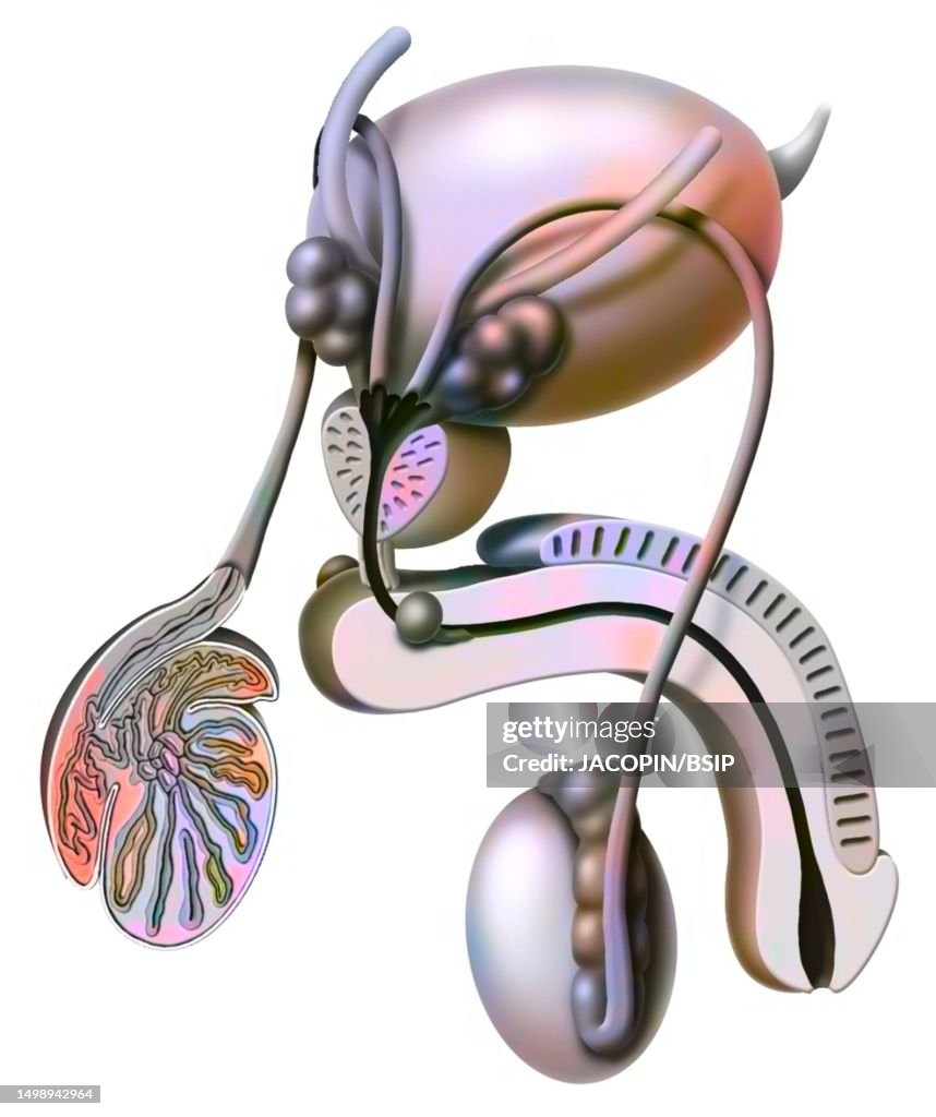 Male reproductive system drawing