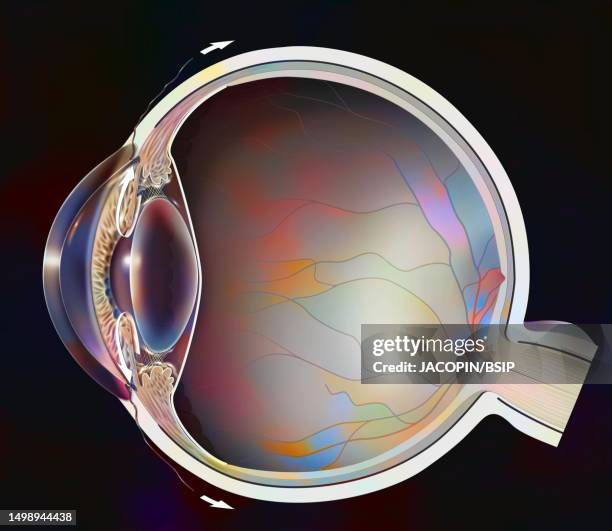 eye drawing - posterior chamber stock illustrations